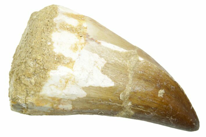 Fossil Prognathodontid Mosasaur Tooth - Morocco #364070
